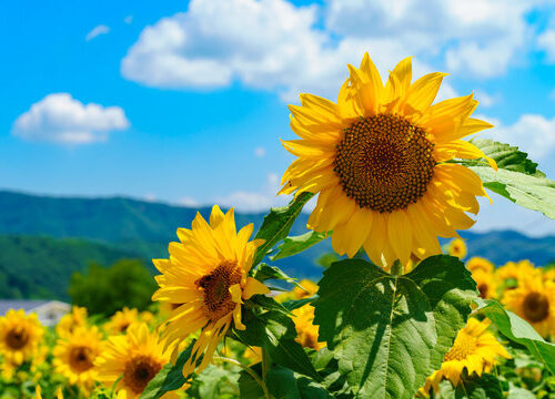 夏休み